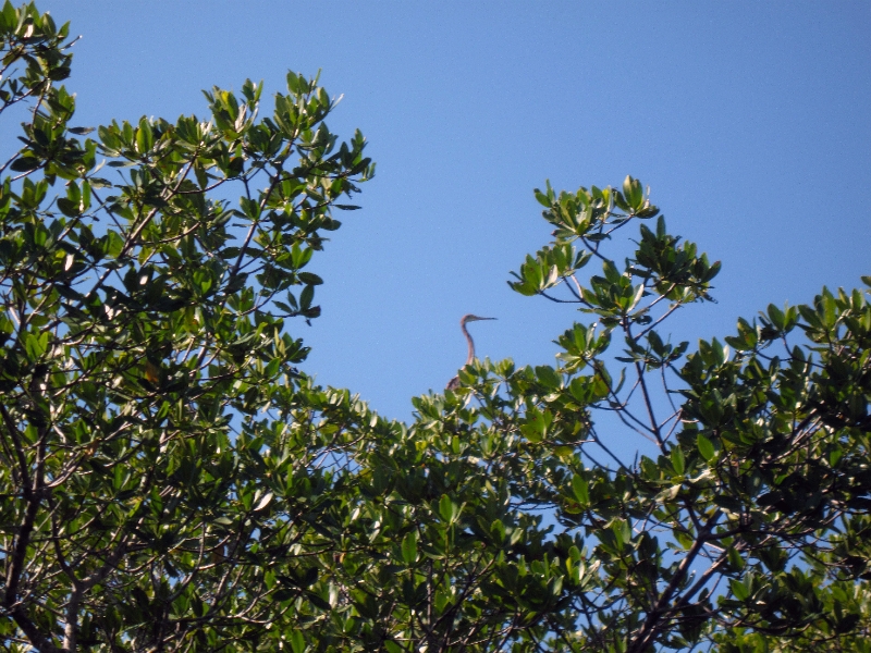 Heron high in a tree